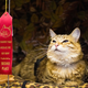 Illustration for article titled Caturday Evening Open Thread